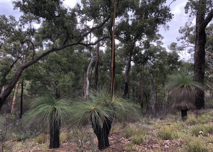 looking into a small valley at a group of Xanthorrhoea australis in the John Forrest National Park on a trail used by the Perth Hills Mountain Bike Tours.