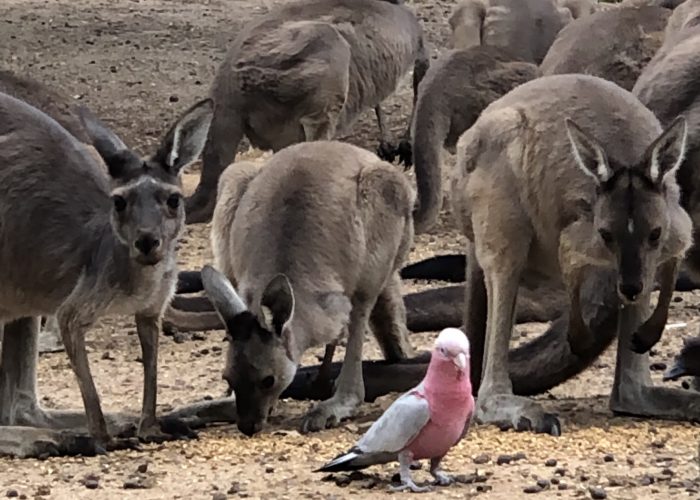 Kangaroos and Pink and Grey Galah in the John Forrest National Park spotted on a Perth Hills Mountain Bike tour.