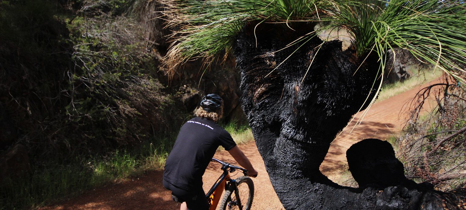 Cylclist riding pastXanthorrhoea australis on Railway heritage trail near Darlington