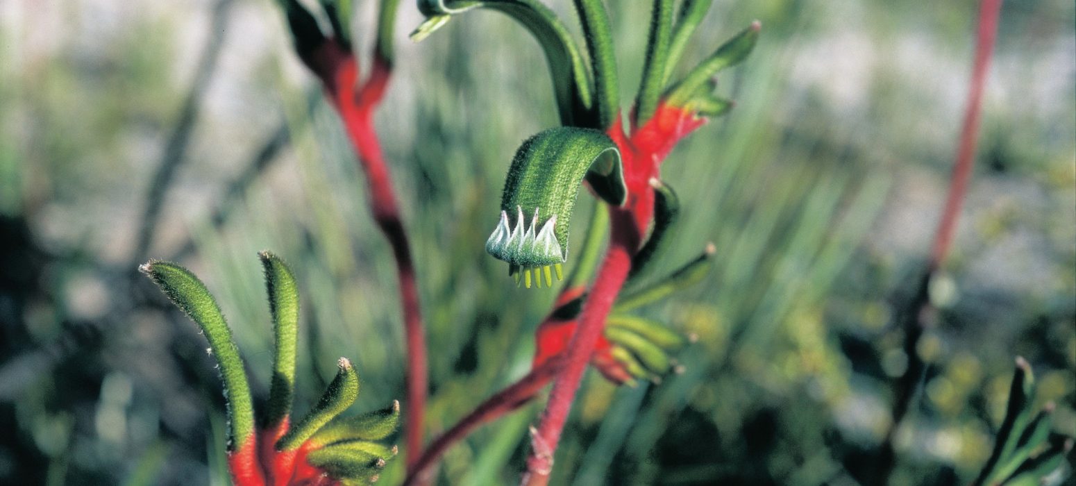 Close up photo of a red and green Kangaroo Paw wild flower taken in the John Forrest National Park on a Perth Hills Mountain Bike Tour.